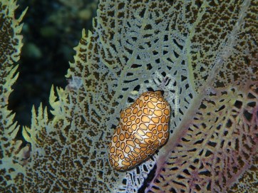 Flamingo tongue snail. Grenada.